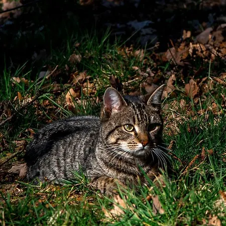 Dream-house Esveld Holiday home