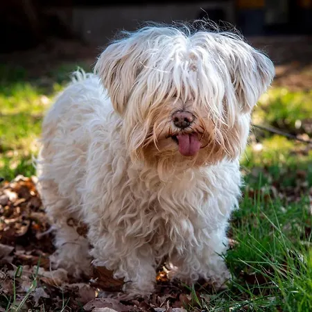 Dream-house Esveld Holiday home *