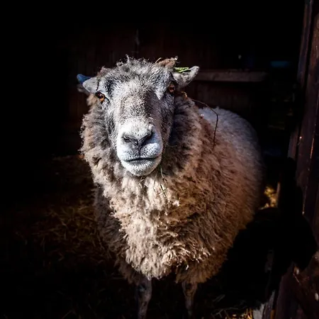 Dream-house Esveld Holiday home