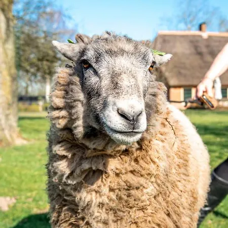 Dream-house Esveld Ferienhaus