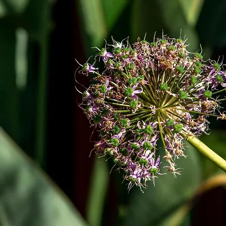 Holiday home Dream-house Esveld