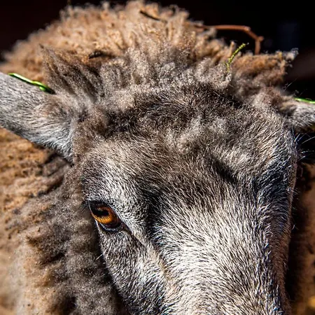 Holiday home Dream-house Esveld *