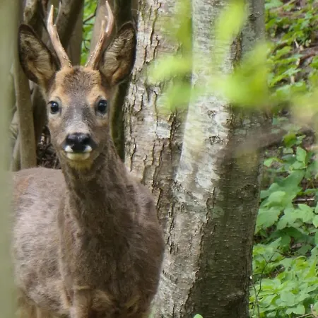 Dream-house Esveld * Terschuur
