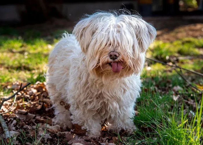 Dream-house Esveld Dom wakacyjny *