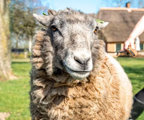 Dream-house Esveld Dom wakacyjny