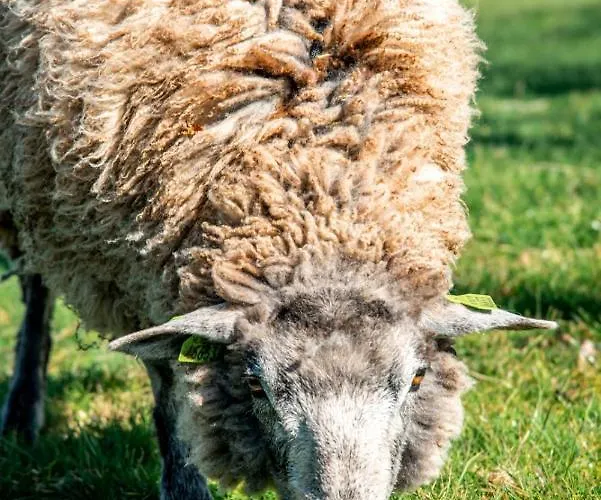 Dom wakacyjny Dream-house Esveld *