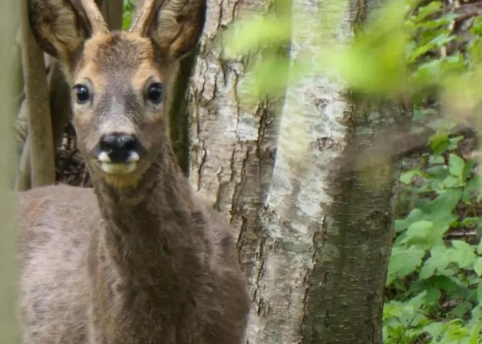 Dream-house Esveld * Terschuur