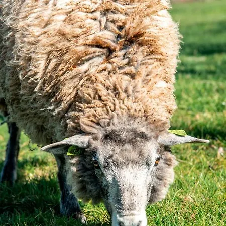 펜션 Dream-house Esveld *