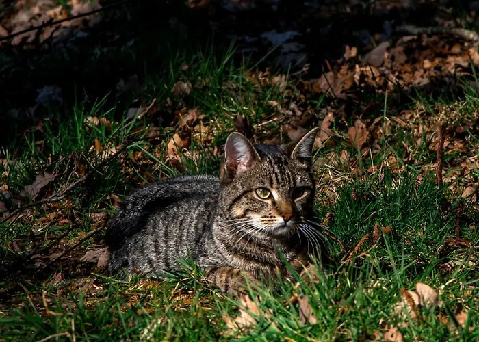 Dream-house Esveld Tatil Evi