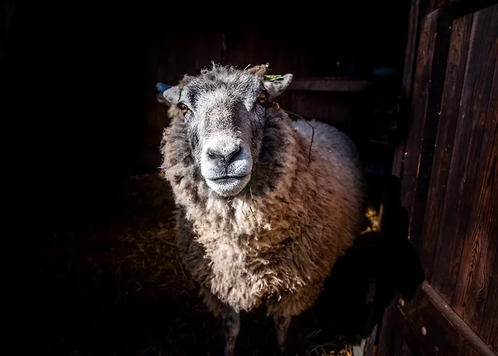 Dream-house Esveld Tatil Evi