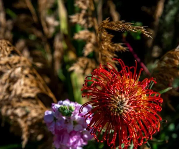 Dream-house Esveld * Terschuur