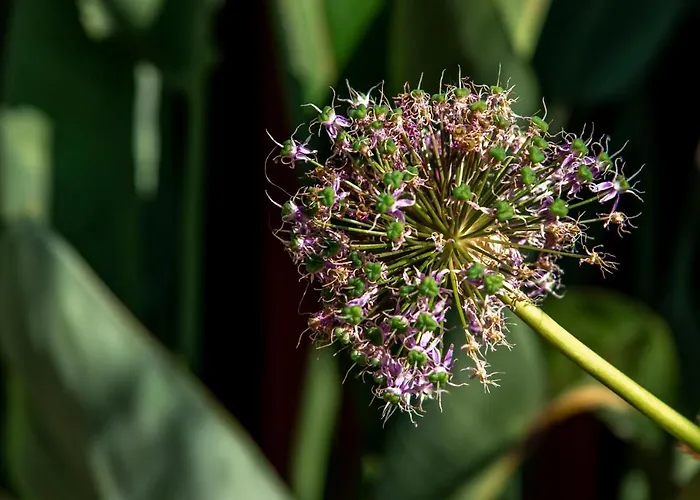 Tatil Evi Dream-house Esveld