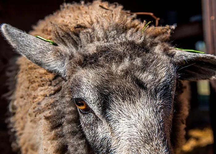 Tatil Evi Dream-house Esveld *